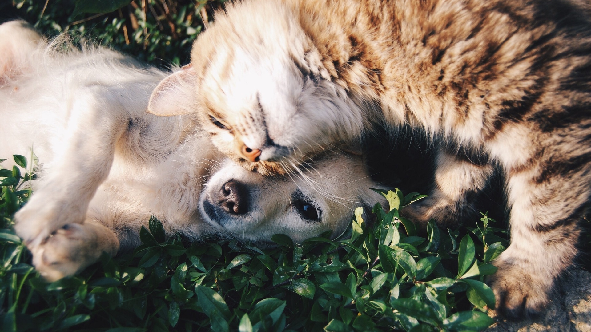 Pet-friendly hotels